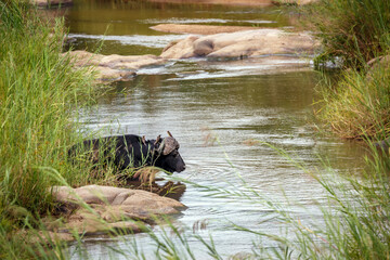 African buffalo male resting in river with oxpecker birds in Kruger National park, South Africa ;...
