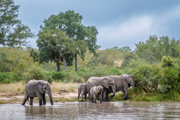 African bush elephant group drinking in waterhole front view in Greater Kruger National park, South...