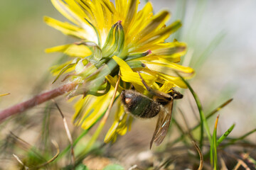 Wild bee pollinating a vibrant yellow dandelion flower in a sunlit meadow, close-up macro with natural background.