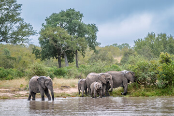 African bush elephant group drinking in waterhole front view in Greater Kruger National park, South...
