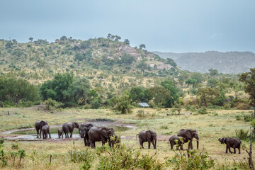 African bush elephant group along waterhole in montain scenery in Greater Kruger National park,...