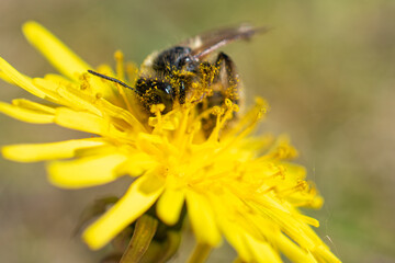 Close-up of a bee covered in pollen collecting nectar from a bright yellow dandelion flower on a sunny day.