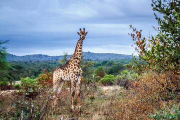 Giraffe standing in bush scenery  in Kruger National park, South Africa ; Specie Giraffa...