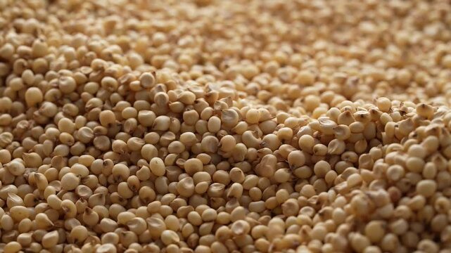 Macro video of jowar or great millets. Close up video of sorghum on rotating disk.