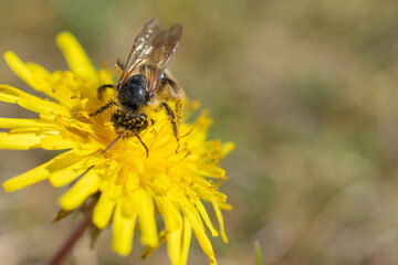 Close-up of a bee covered in pollen collecting nectar from a bright yellow dandelion flower on a sunny day.
