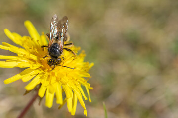 Close-up of a bee covered in pollen collecting nectar from a bright yellow dandelion flower on a sunny day.