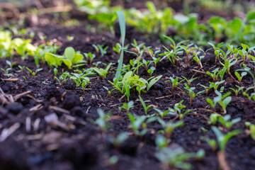 Field of plants with some of them being green. The plants are small and are growing in the dirt.