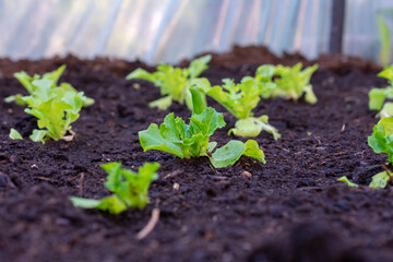 Small garden of lettuce plants is growing in a dirt field. The plants are young and green, and they are scattered throughout the field. The dirt is rich and fertile.