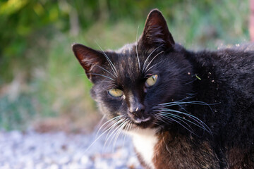 Close-up of a black and white cat with piercing yellow eyes, captured outdoors in natural light with a soft, green background.