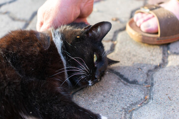 Black and white cat laying on the ground. A person is petting the cat. A pair of sandals is visible behind the cat.