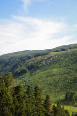 Fototapeta premium Wicklow Mountains Seen Through Pine Forest – Scenic Landscape, Ireland