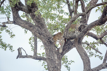 Leopard moving down a tree in Kruger National park, South Africa ; Specie Panthera pardus family of...