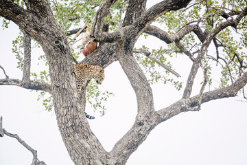 Leopard protecting his prey in a tree in Kruger National park, South Africa ; Specie Panthera...