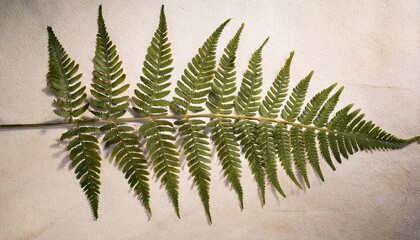 Naklejka premium pressed fern leaf on textured paper