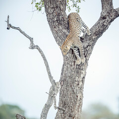 Leopard jumping down a tree in Kruger National park, South Africa ; Specie Panthera pardus family...