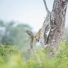 Leopard jumping down a tree in Kruger National park, South Africa ; Specie Panthera pardus family...