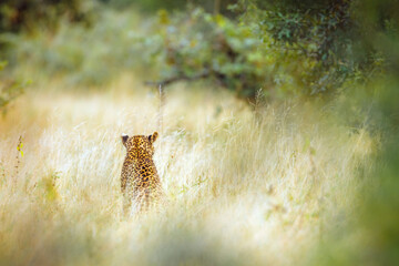 Leopard standing rear view in dry savannah in Kruger National park, South Africa ; Specie Panthera...