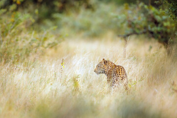 Leopard standing rear view in dry savannah in Kruger National park, South Africa ; Specie Panthera...