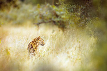 Leopard standing rear view in dry savannah in Kruger National park, South Africa ; Specie Panthera...