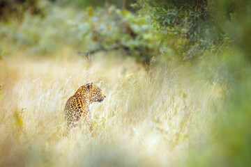 Leopard standing rear view in dry savannah in Kruger National park, South Africa ; Specie Panthera...