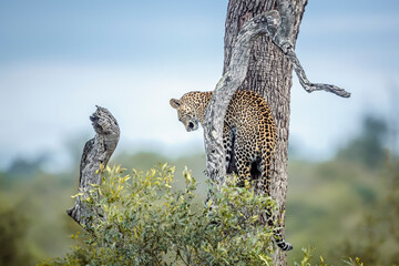 Leopard standing at the bottom of a trunk in Kruger National park, South Africa ; Specie Panthera...
