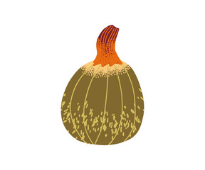 Brown and orange striped pumpkin with a natural stem, isolated on white background