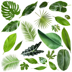 Many different tropical leaves isolated on white, set