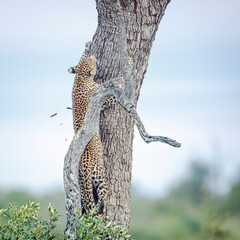 Leopard climbing a tree to reach his prey in Kruger National park, South Africa ; Specie Panthera...