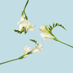 White freesia flowers flying on light blue background