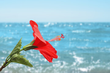 Red hibiscus flower by sea. Tropical plant