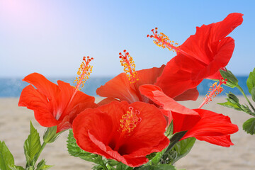 Hibiscus plant with bright red flowers on tropical island