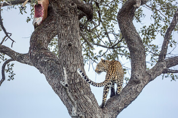Leopard climbing a tree to reach his prey in Kruger National park, South Africa ; Specie Panthera...