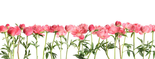 Aromatic pink peony flowers with green leaves on white background