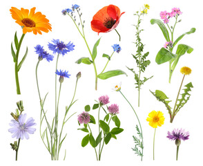 Wildflowers on white background, set. Different blooming plants