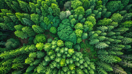  Aerial top Drone view of green tree in forest