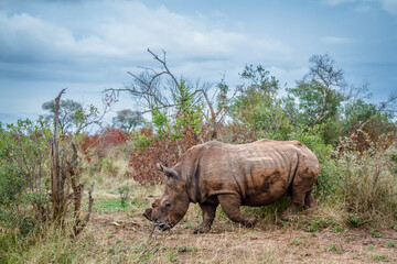 Obraz premium Southern white rhinoceros walking side view in the bush in Kruger National park, South Africa ; Specie Ceratotherium simum simum family of Rhinocerotidae