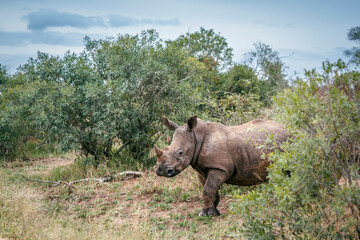 Southern white rhinoceros walking side view in the bush in Kruger National park, South Africa ;...