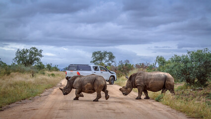 Two Southern white rhinoceros crossing safari gravel road in Kruger National park, South Africa ;...