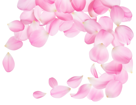 Pink Tulip Petals Flying in a Soft Semicircle, Isolated on White Background