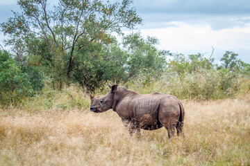 Young Southern white rhinoceros standing in dry savannah in Kruger National park, South Africa ;...