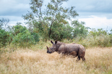 Young Southern white rhinoceros standing in dry savannah in Kruger National park, South Africa ;...
