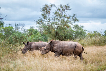 Fototapeta premium Two Southern white rhinoceros walking in dry savannah in Kruger National park, South Africa ; Specie Ceratotherium simum simum family of Rhinocerotidae