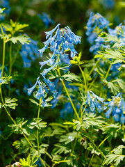 Corydalis Blue Dream in garden. Blue flowers in spring garden