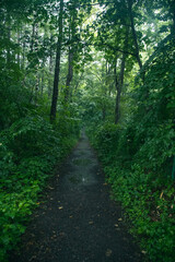 Fototapeta premium 雨の日の森