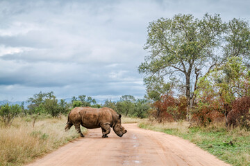 Southern white rhinoceros crossing safari gravel road in Kruger National park, South Africa ;...