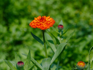 Calendula , or marigold ( Latin- Calendula ) is a genus of herbaceous plants of the Asteraceae family