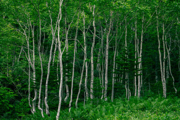 白樺の木々