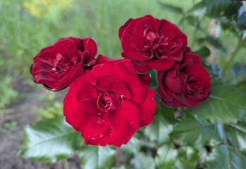 Beautiful and bright red and pink roses have bloomed in the garden! Their delicate petals and...