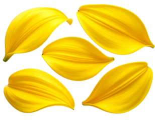  Set Abstract Yellow Lily Petal with Soft Shadow and Negative Space – Transparent Background