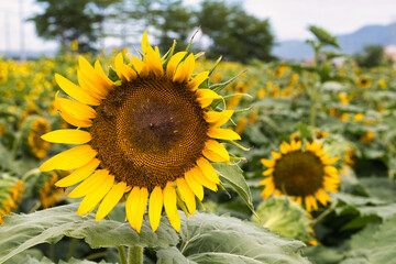 A Scenic View of a Sunflower Field with Vibrant Yellow Blooms and Lush Green Leaves